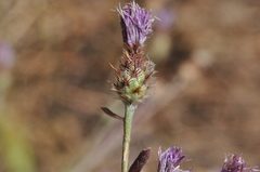 Centaurea ×psammogena