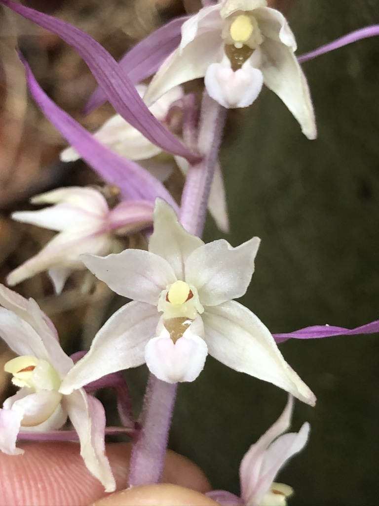 Epipactis purpurata