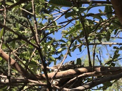 Pyrocephalus rubinus