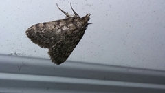 Aglossa pinguinalis