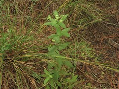 Pluchea foetida foetida
