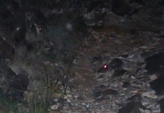 Phalaenoptilus nuttallii