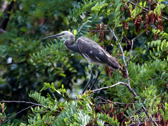 Egretta garzetta × gularis