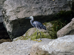 Egretta garzetta × gularis