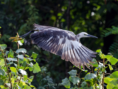 Egretta garzetta × gularis