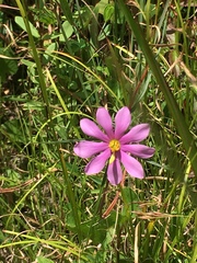 Sabatia gentianoides