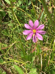 Sabatia gentianoides