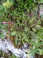 Pedicularis rostratocapitata