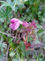 Pedicularis rostratocapitata