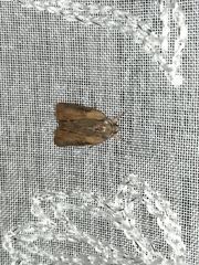 Bryophila raptricula