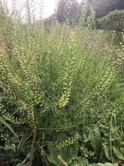 Lepidium ruderale