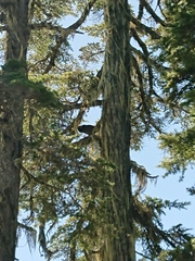 Dendragapus fuliginosus