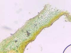Scytinium intermedium