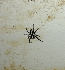 Leptofreya ambigua