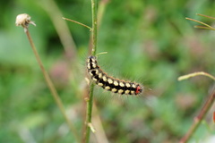 Acronicta euphorbiae