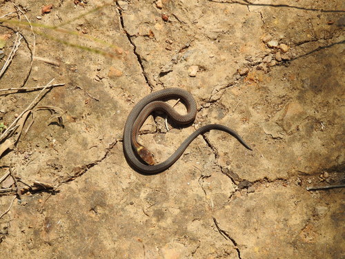 Steinbach's Snake