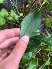 Salix phylicifolia