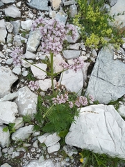 Valeriana officinalis officinalis