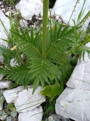 Valeriana officinalis officinalis