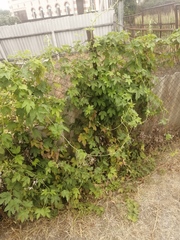 Humulus lupulus