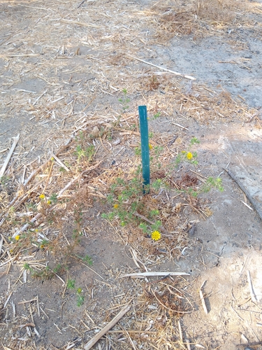 iNaturalist observation photo of southern tarplant