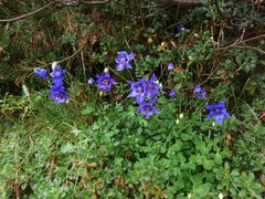 Aquilegia confusa