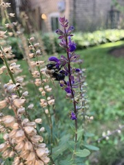 Bombus impatiens
