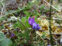 Oxytropis scammaniana
