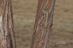 Acanthocercus atricollis