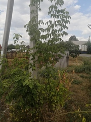 Acer negundo
