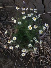 Tripleurospermum hookeri