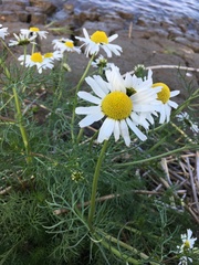 Tripleurospermum hookeri