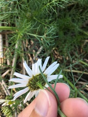 Tripleurospermum hookeri