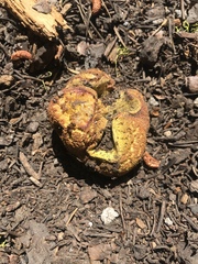 Gastroboletus