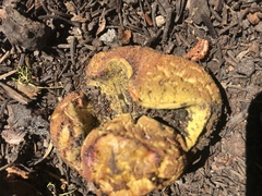 Gastroboletus