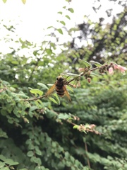 Volucella