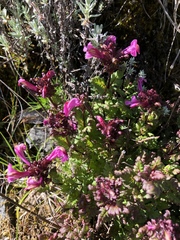 Pedicularis ikomai