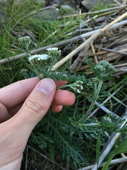 Achillea apiculata
