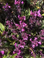 Pedicularis ikomai
