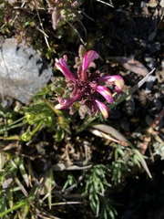 Pedicularis ikomai
