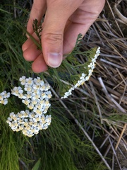 Achillea apiculata