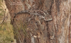 Acanthocercus atricollis