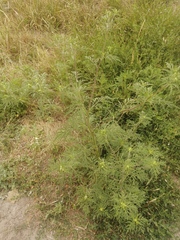 Ambrosia artemisiifolia