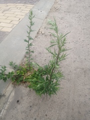 Artemisia vulgaris