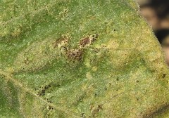 Puccinia helianthi