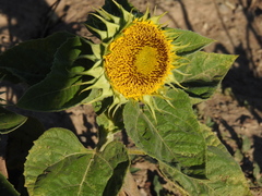 Puccinia helianthi