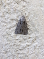 Acronicta psi
