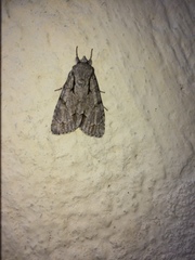 Acronicta psi