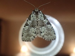 Leuconycta lepidula