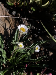 Erigeron morrisonensis morrisonensis